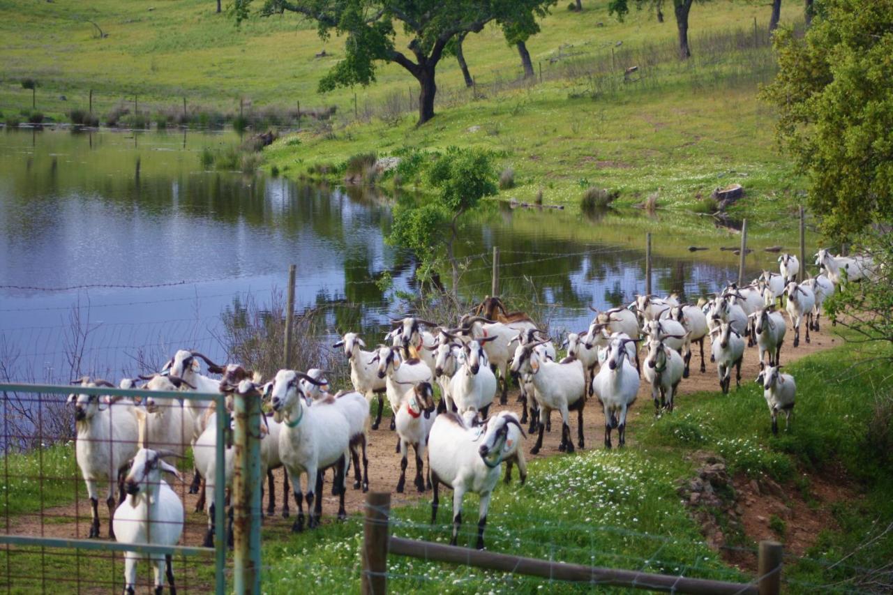 Herdade Vale De Cabras 波特尔 外观 照片