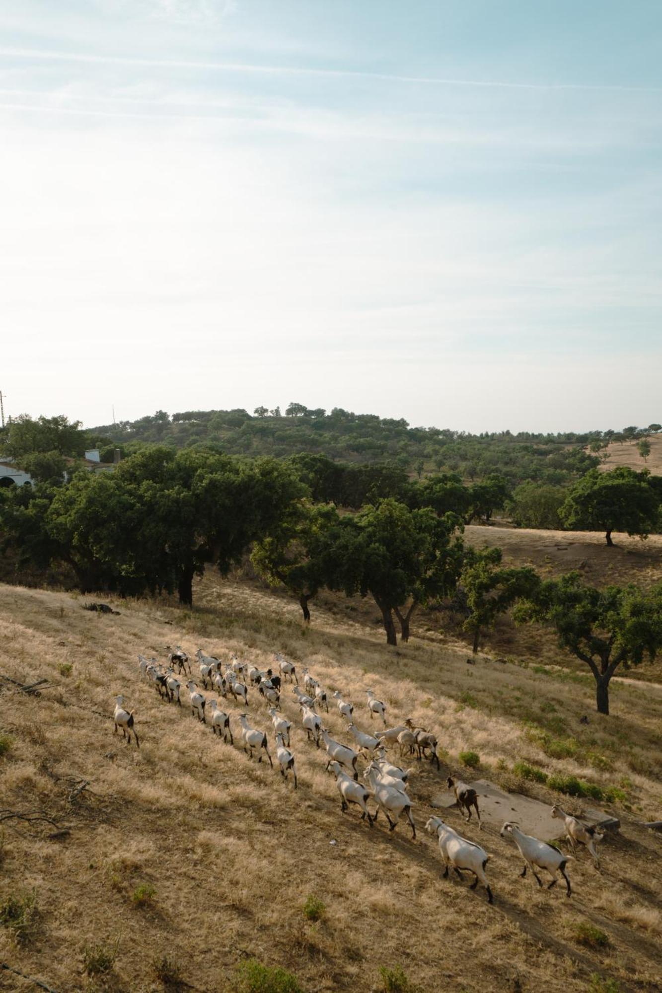 Herdade Vale De Cabras 波特尔 外观 照片
